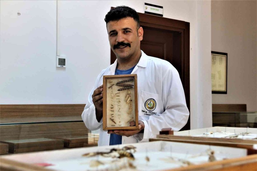 Yanan Ormanlık Alanlardan 60 Yıldır Toplanan Böcekler Bu Müzede Sergileniyor