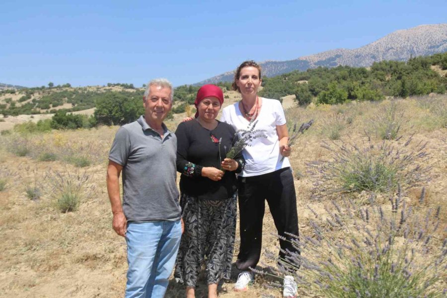 Antalya’da Çorak Topraklar Lavanta İle Mora Büründü