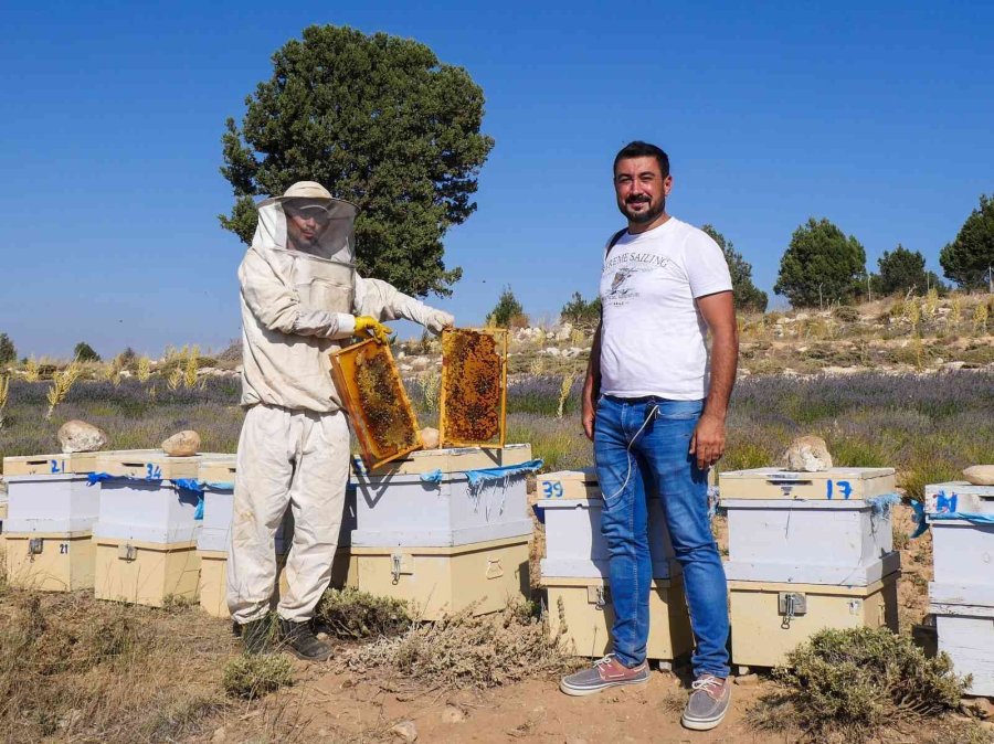 Silifke’de Lavanta Balı Üretimi Yapıldı