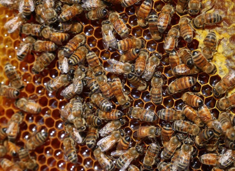 Silifke’de Lavanta Balı Üretimi Yapıldı