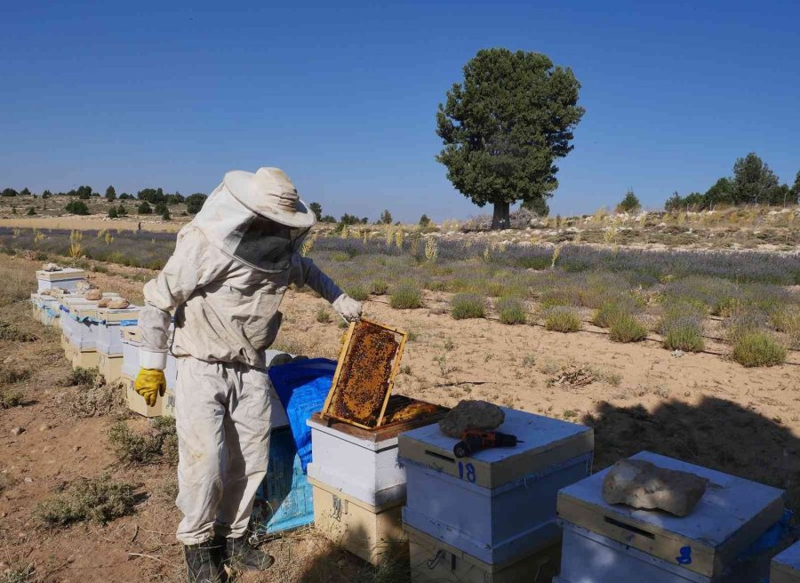 Silifke’de Lavanta Balı Üretimi Yapıldı