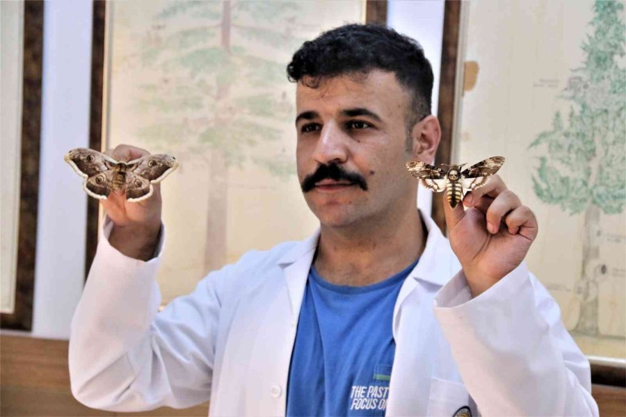 Yanan Ormanlık Alanlardan 60 Yıldır Toplanan Böcekler Bu Müzede Sergileniyor