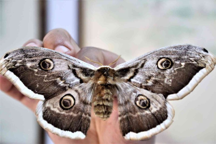 Yanan Ormanlık Alanlardan 60 Yıldır Toplanan Böcekler Bu Müzede Sergileniyor