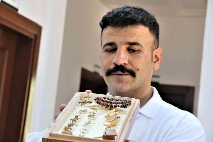 Yanan Ormanlık Alanlardan 60 Yıldır Toplanan Böcekler Bu Müzede Sergileniyor