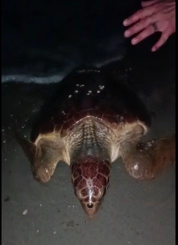 Yumurtlamaya Gelen Caretta Carettayı Böyle Kaçırdılar