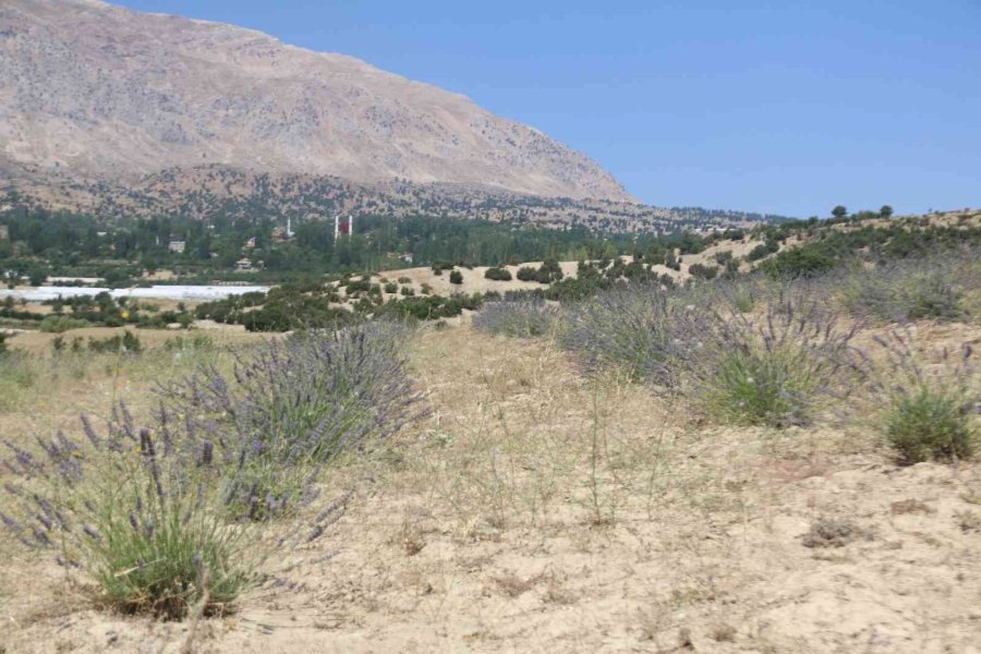 Antalya’da Çorak Topraklar Lavanta İle Mora Büründü