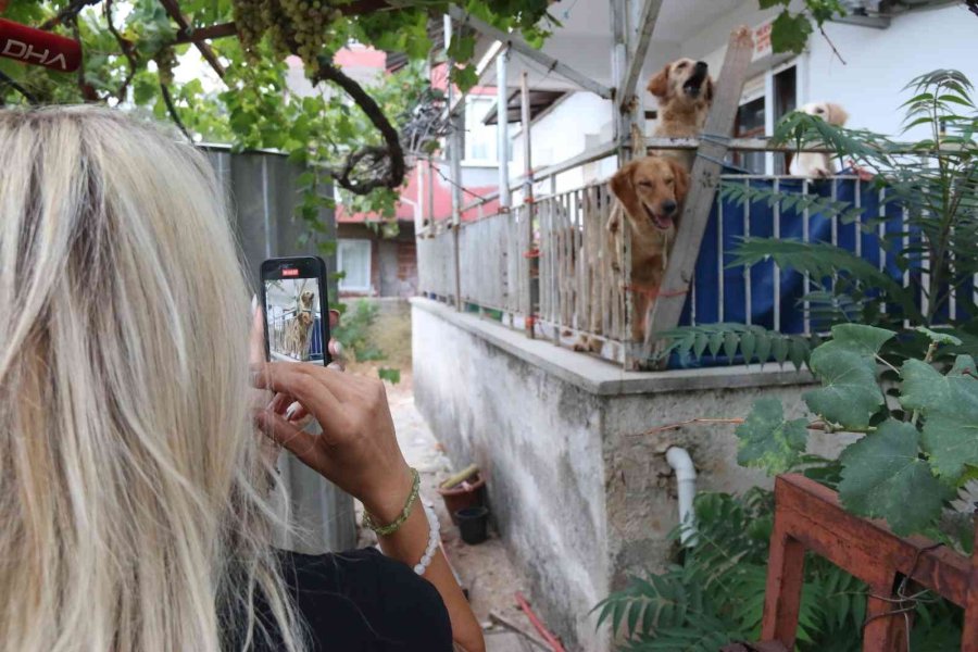 İhbar Üzerine Adrese Gelen Hayvanseverleri Şok Eden Görüntü