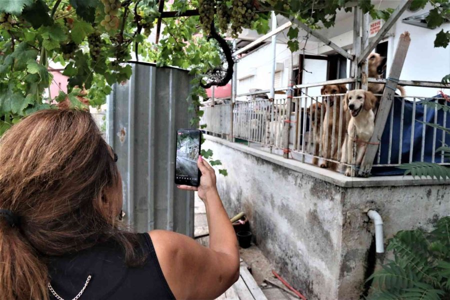 İhbar Üzerine Adrese Gelen Hayvanseverleri Şok Eden Görüntü