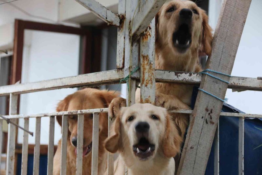 İhbar Üzerine Adrese Gelen Hayvanseverleri Şok Eden Görüntü