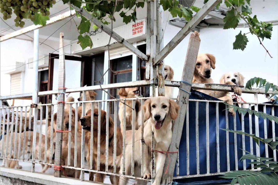 İhbar Üzerine Adrese Gelen Hayvanseverleri Şok Eden Görüntü