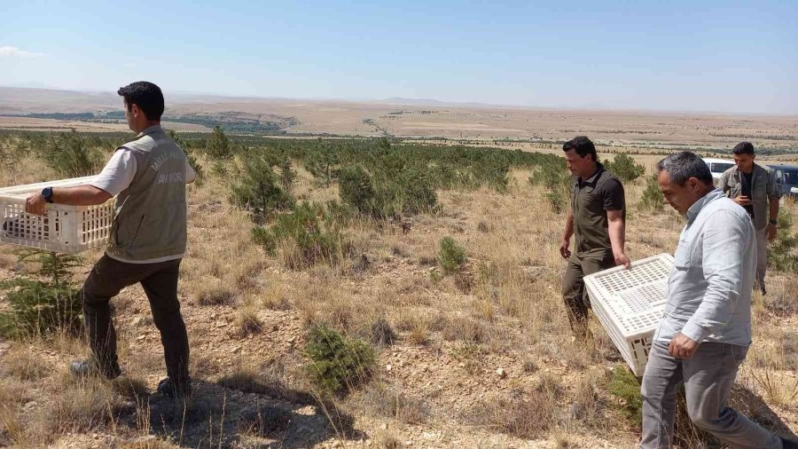 Karaman’da Doğaya 250 Kınalı Keklik Salındı