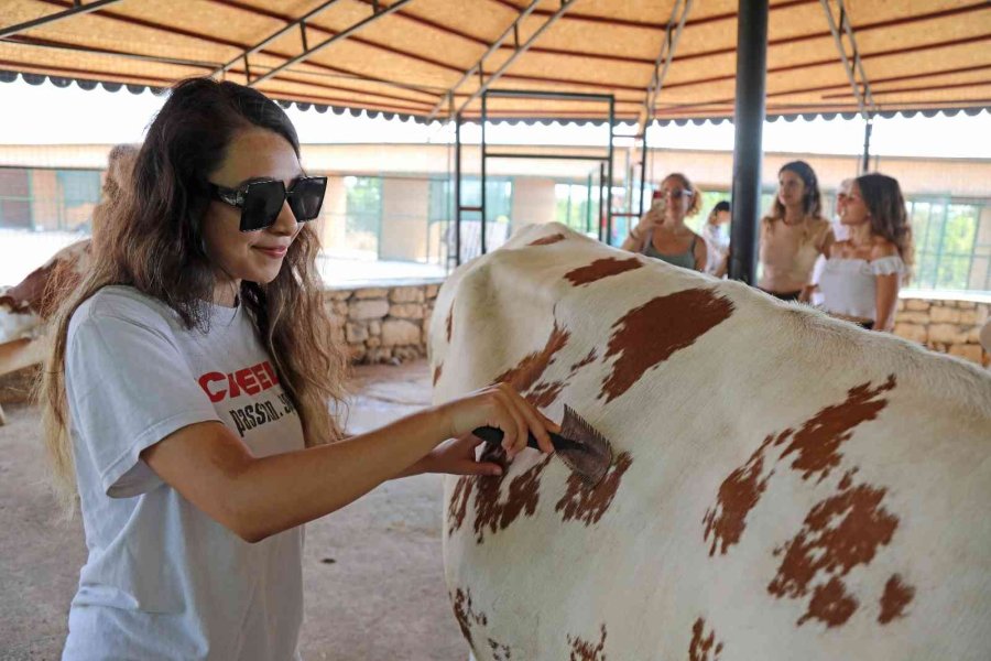 Yabancı Gençlerin İnekle İmtihanı