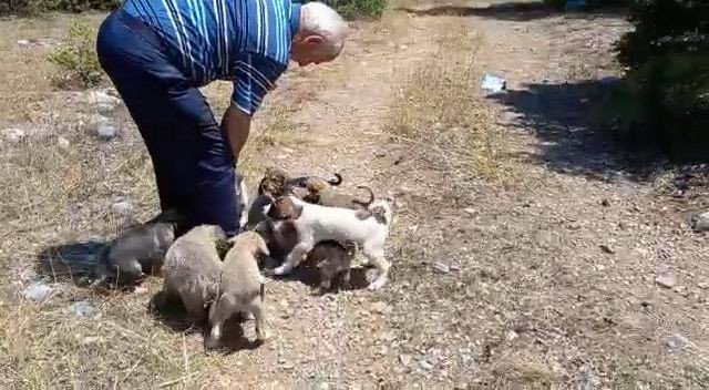 Ormana Bırakılan Yavru Köpekler Tepki Çekti