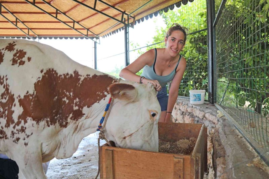 Yabancı Gençlerin İnekle İmtihanı