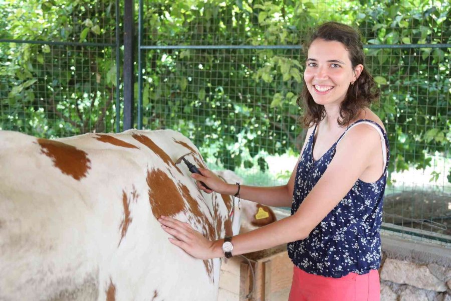 Yabancı Gençlerin İnekle İmtihanı