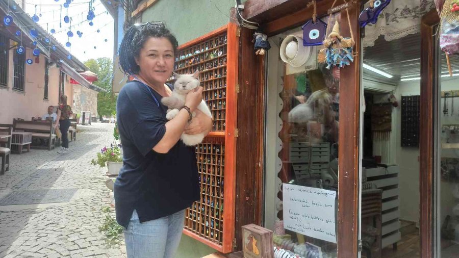 Kedilerini Sevenlerden Para Toplayıp Sokak Hayvanlarına Mama Alıyor