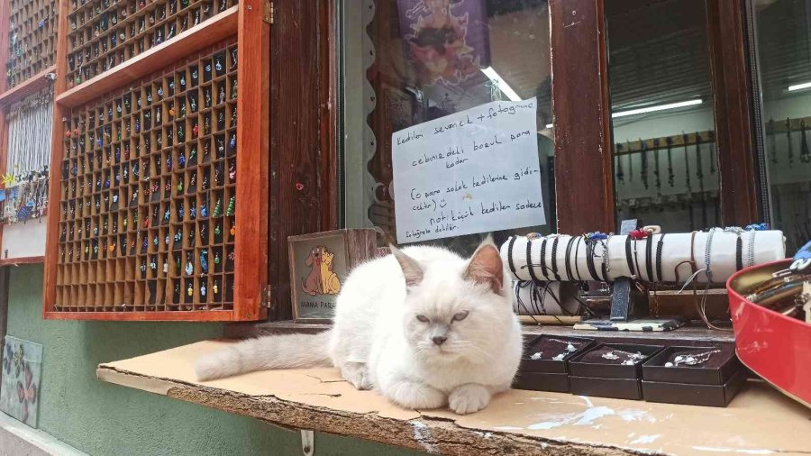 Kedilerini Sevenlerden Para Toplayıp Sokak Hayvanlarına Mama Alıyor