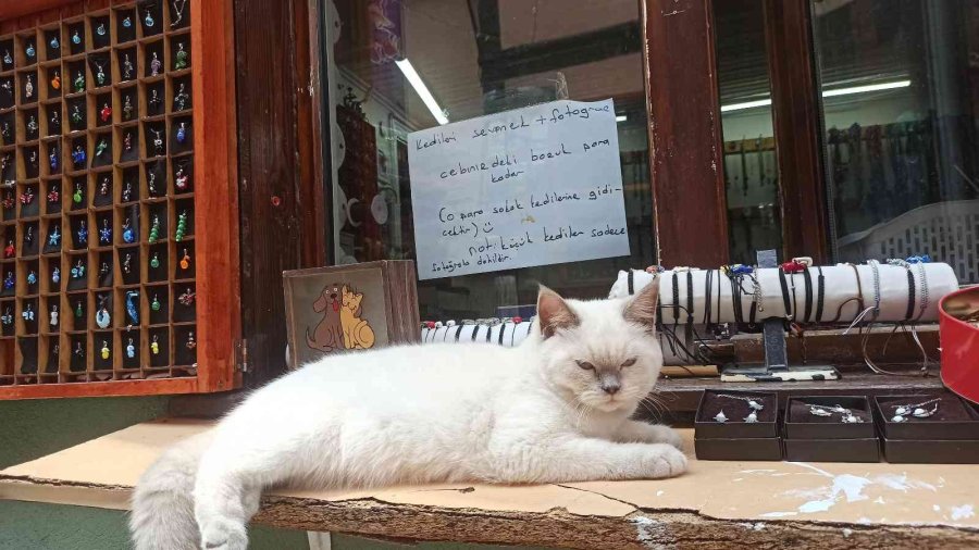 Kedilerini Sevenlerden Para Toplayıp Sokak Hayvanlarına Mama Alıyor