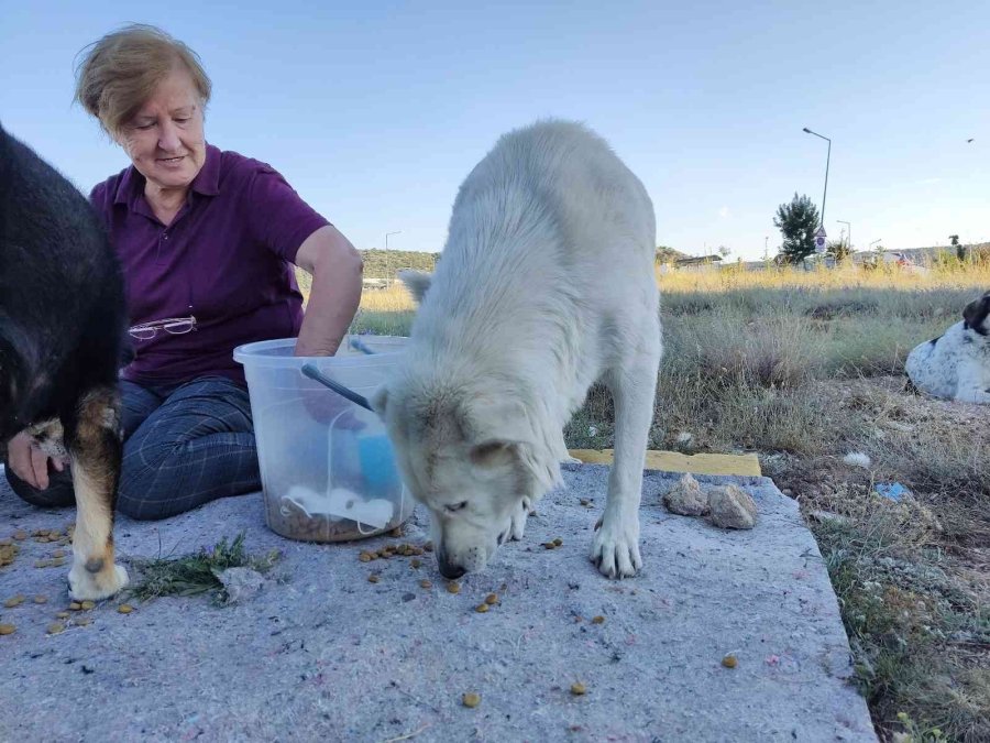 Yaşlı Kadına ‘sokakta Hayvan Besleme’ Tehdidi