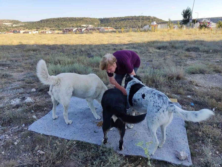 Yaşlı Kadına ‘sokakta Hayvan Besleme’ Tehdidi