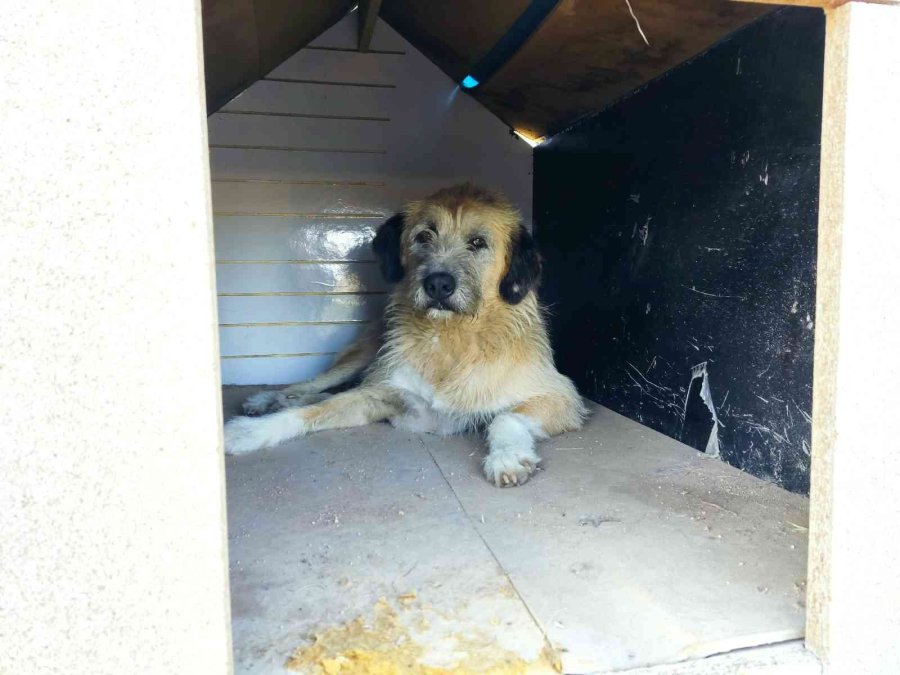 Yaşlı Kadına ‘sokakta Hayvan Besleme’ Tehdidi