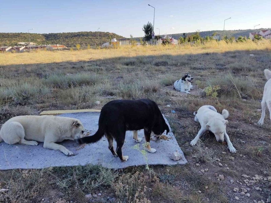 Yaşlı Kadına ‘sokakta Hayvan Besleme’ Tehdidi