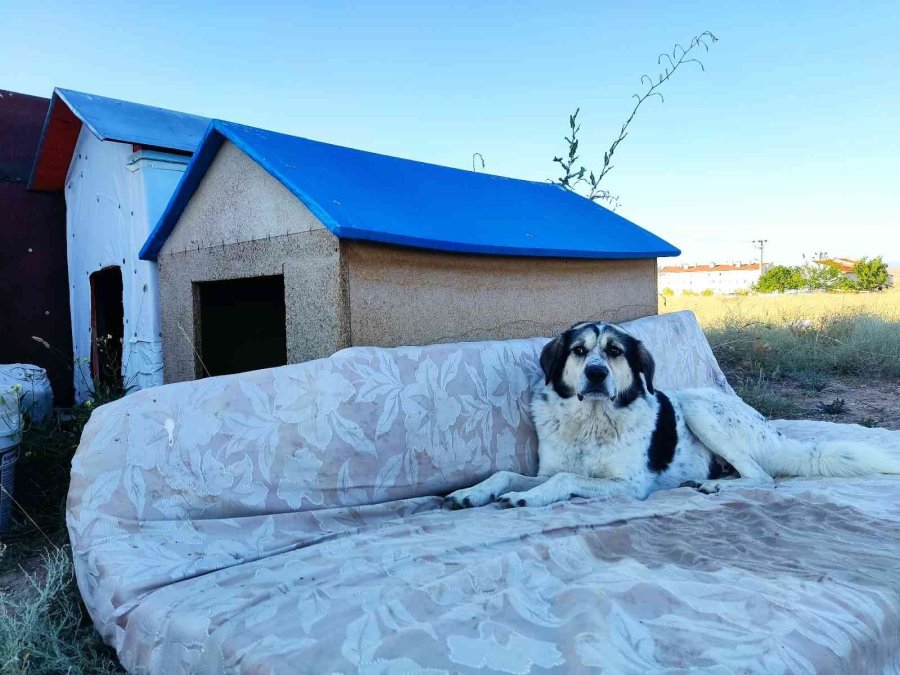 Yaşlı Kadına ‘sokakta Hayvan Besleme’ Tehdidi