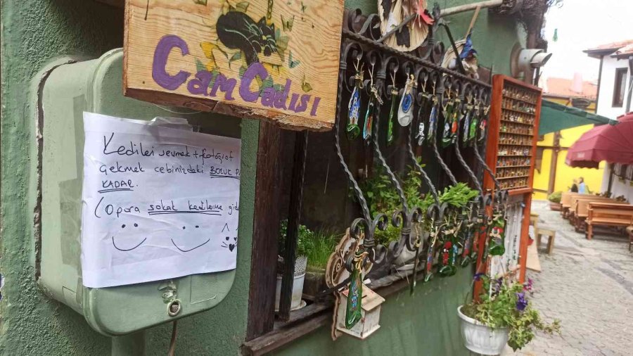 Kedilerini Sevenlerden Para Toplayıp Sokak Hayvanlarına Mama Alıyor