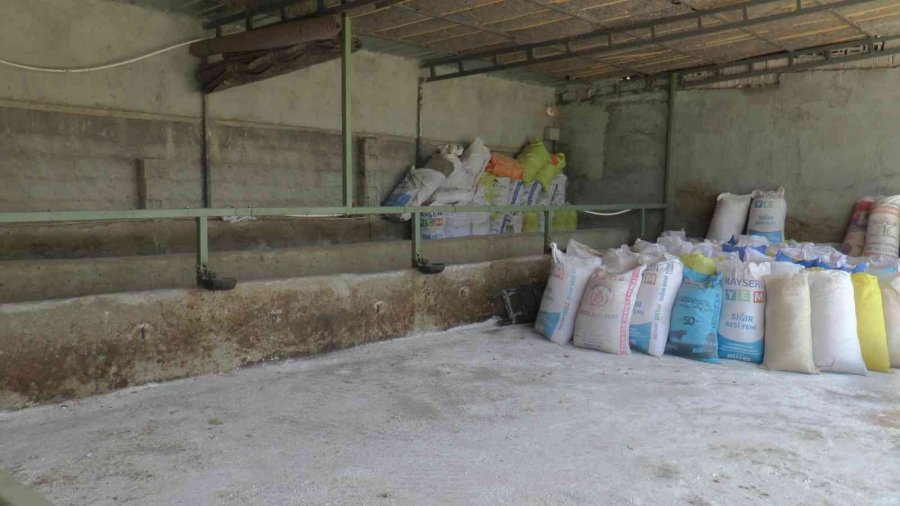 Sabah Baktıkları Hayvanlarını Telef Olmuş Buldular