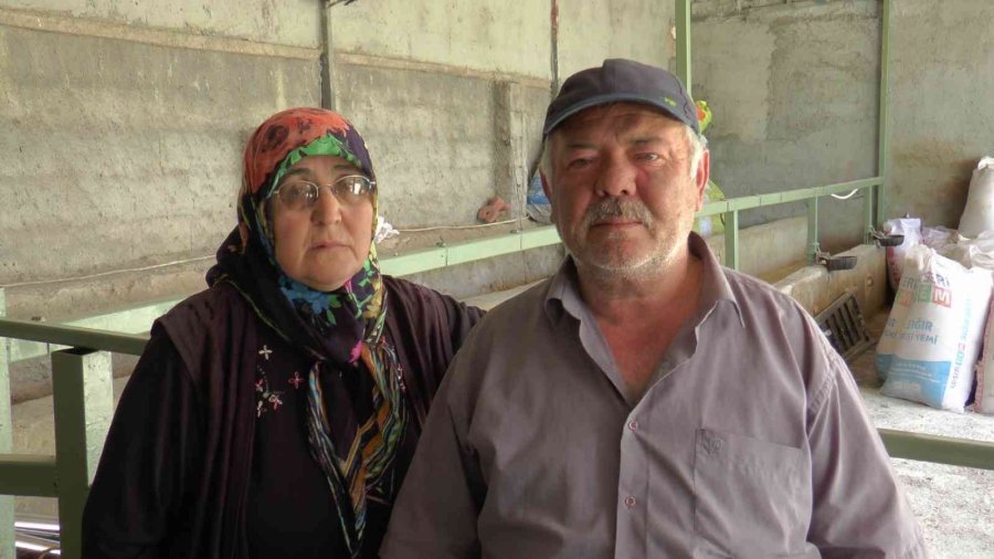 Sabah Baktıkları Hayvanlarını Telef Olmuş Buldular