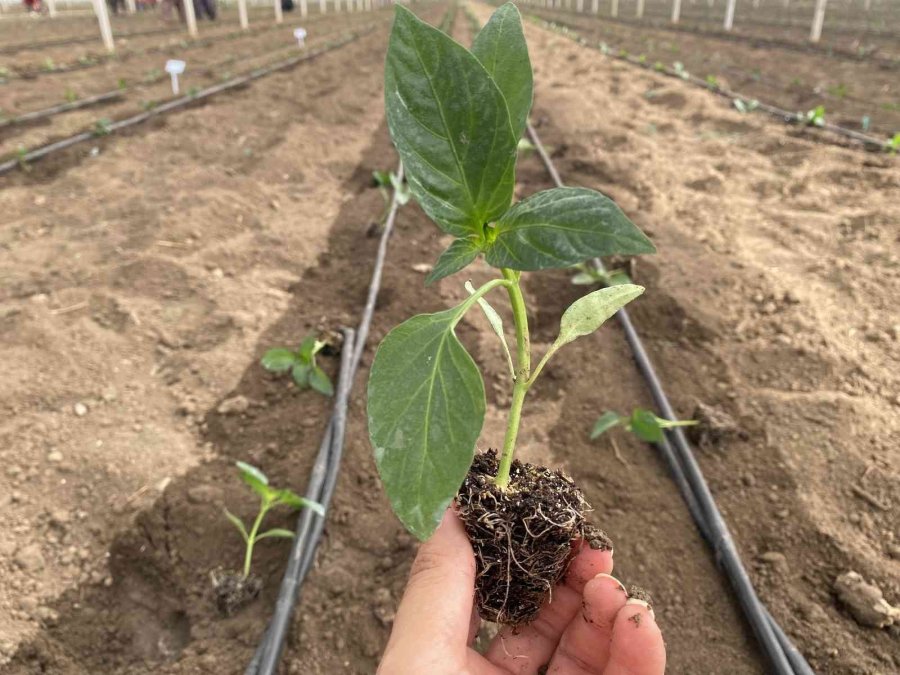 Tamamı İhraç Edilen Kaliforniya Biber Fideleri Toprakla Buluştu