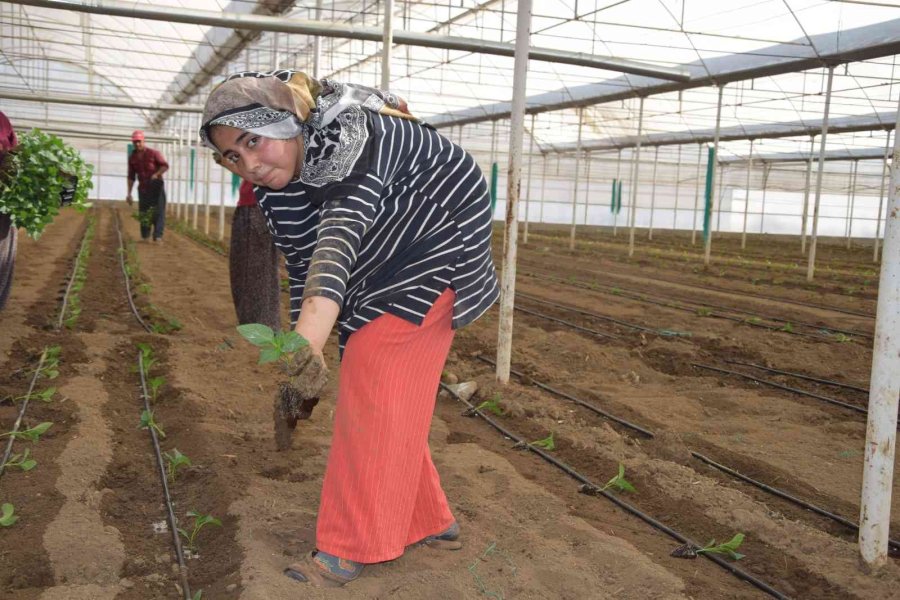 Tamamı İhraç Edilen Kaliforniya Biber Fideleri Toprakla Buluştu