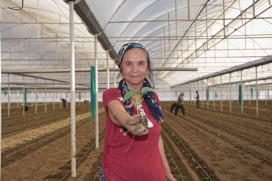 Tamamı İhraç Edilen Kaliforniya Biber Fideleri Toprakla Buluştu