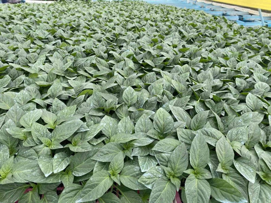 Tamamı İhraç Edilen Kaliforniya Biber Fideleri Toprakla Buluştu