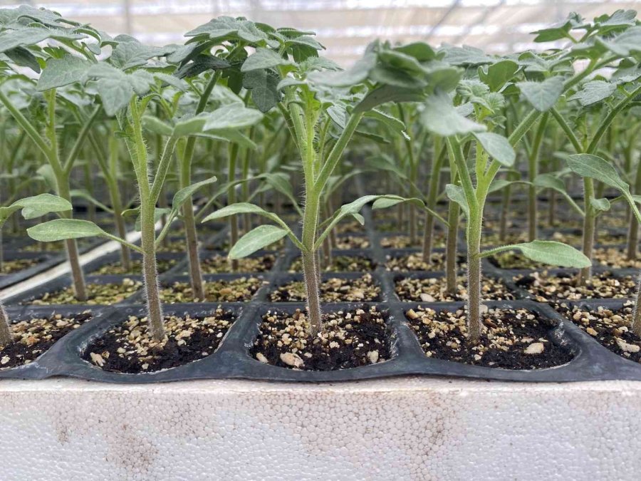 Tamamı İhraç Edilen Kaliforniya Biber Fideleri Toprakla Buluştu