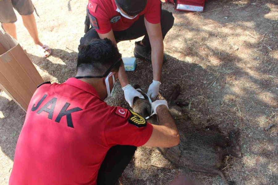 Yaralı Domuza, Jandarmadan İlk Yardım