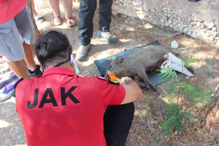 Yaralı Domuza, Jandarmadan İlk Yardım