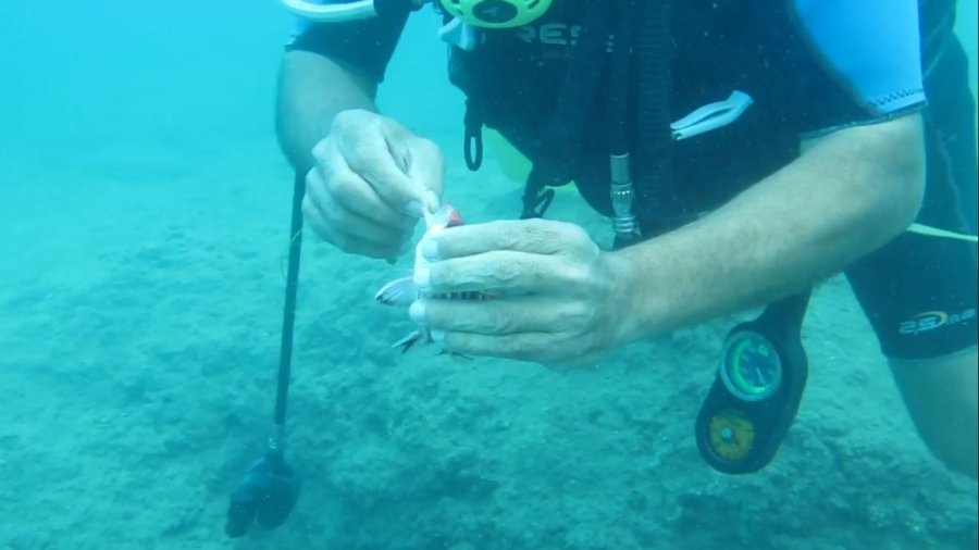 Antalya’da Balık Isırma Şikayetleri Arttı, Uzman İsim Açıklama Yaptı