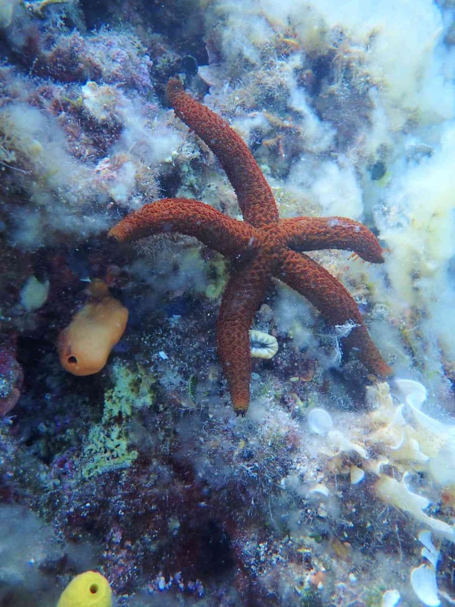 Eskişehirli Dalgıçlardan Mükemmel Deniz Altı Manzaraları