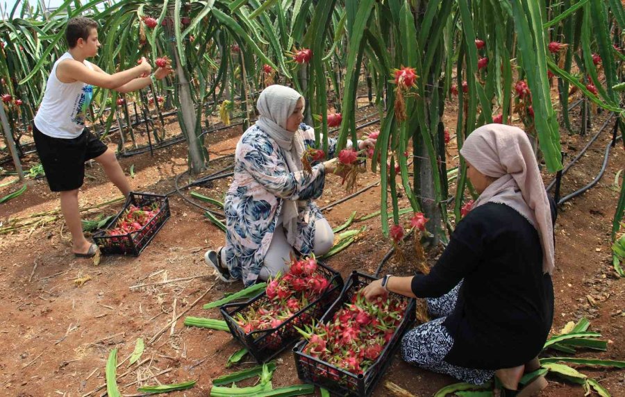 Tropikal Meyvelerin En Lezzetlisinin Kilosu 80 Tl Hasadına Başlandı