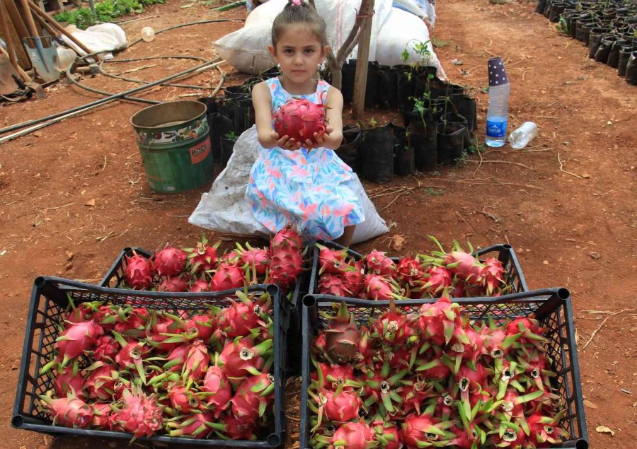 Tropikal Meyvelerin En Lezzetlisinin Kilosu 80 Tl Hasadına Başlandı