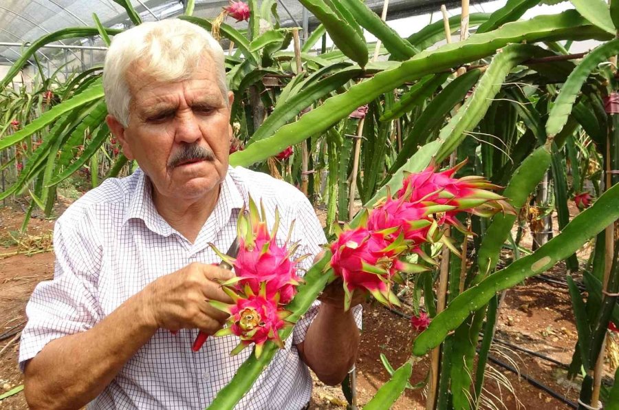 Tropikal Meyvelerin En Lezzetlisinin Kilosu 80 Tl Hasadına Başlandı