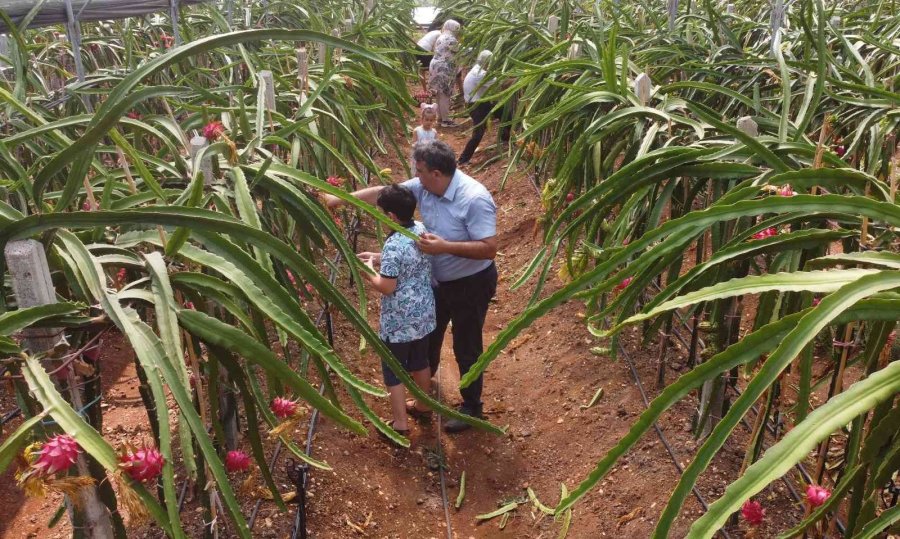 Tropikal Meyvelerin En Lezzetlisinin Kilosu 80 Tl Hasadına Başlandı