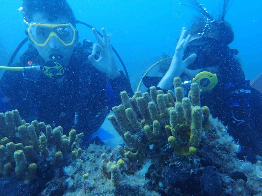 Eskişehirli Dalgıçlardan Mükemmel Deniz Altı Manzaraları