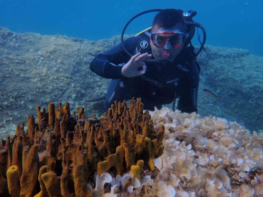 Eskişehirli Dalgıçlardan Mükemmel Deniz Altı Manzaraları