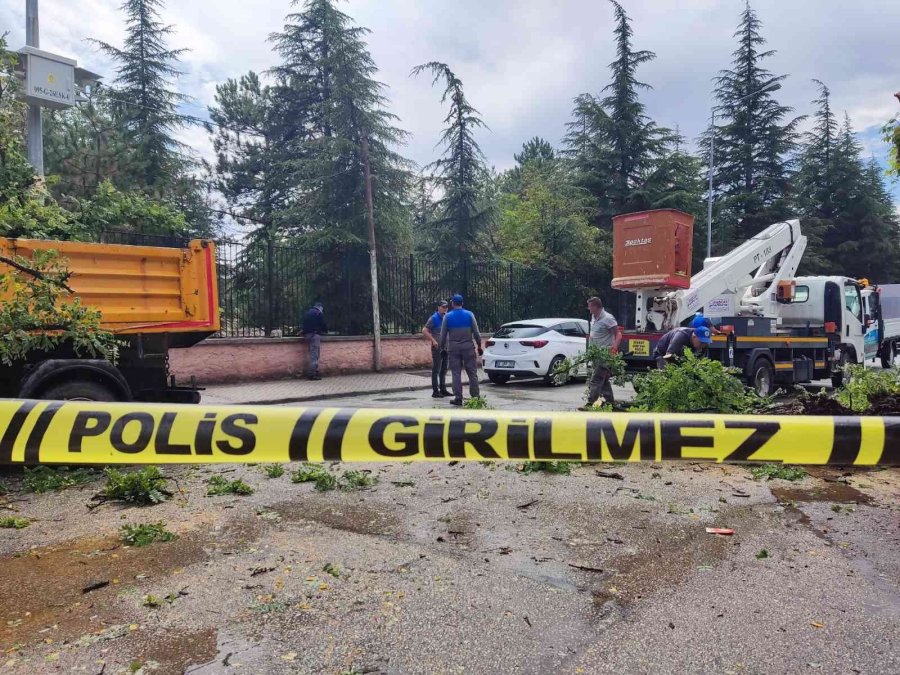Çürük Ağaç Kırılarak, Seyir Halindeki Otomobilin Üzerine Düştü
