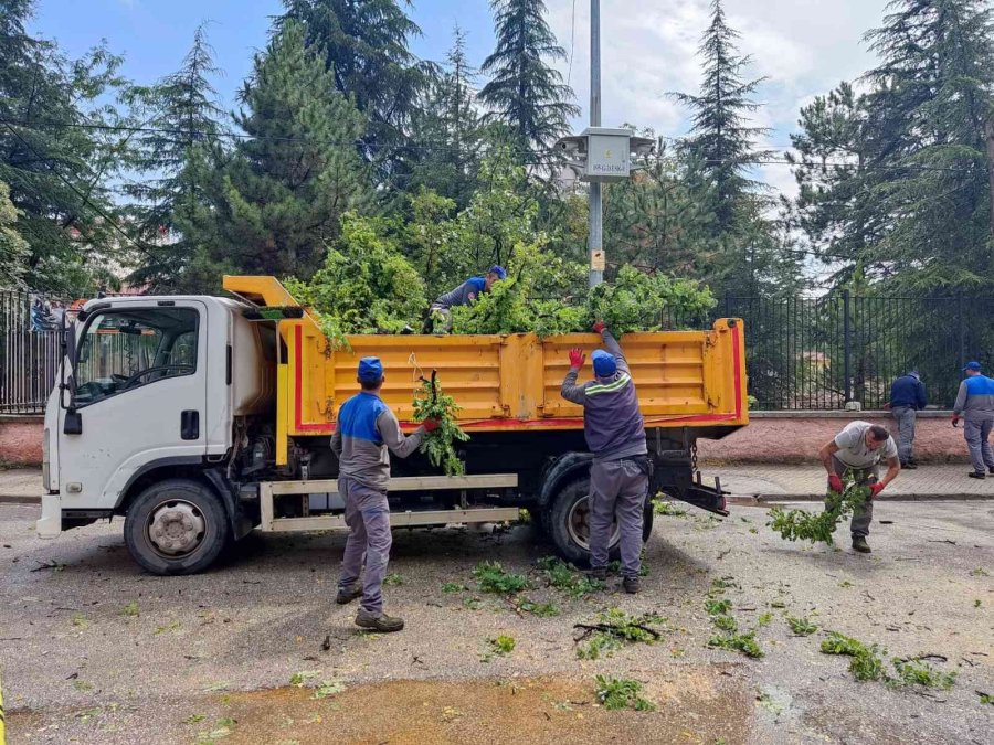 Çürük Ağaç Kırılarak, Seyir Halindeki Otomobilin Üzerine Düştü