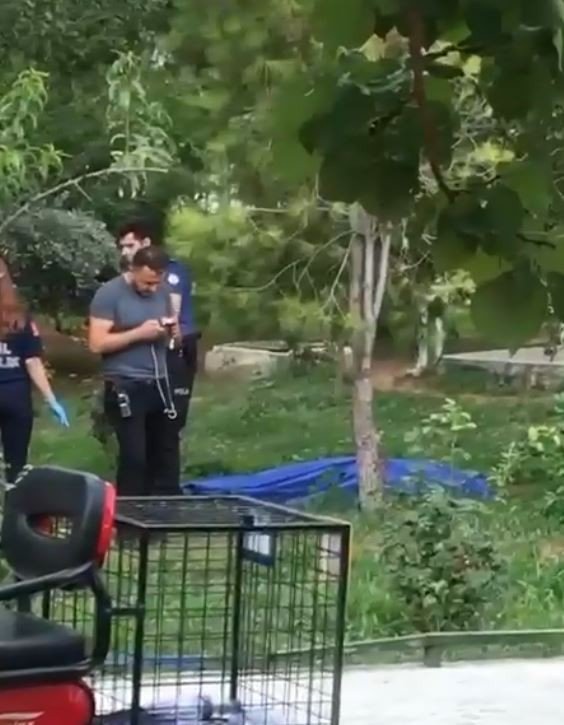 Bu Sefer Brandanın Üzerine Atlamadı