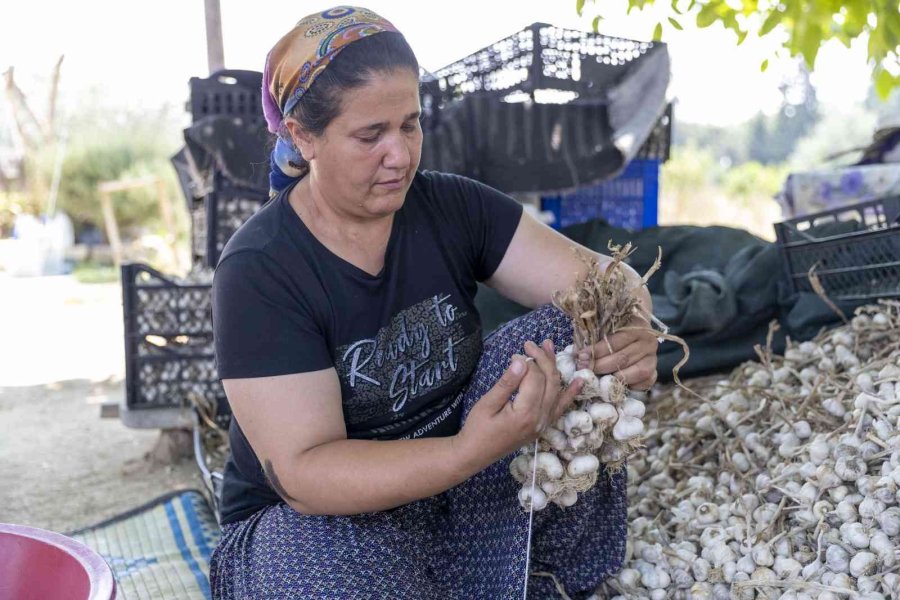 50 Yıllık Ata Tohumu, Mersinden Kadın Kooperatifi İle Sofralarda Yerini Aldı