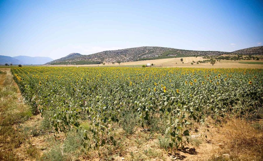 Büyükşehirin Verdiği Ayçiçek Tohumları Çiçek Açtı